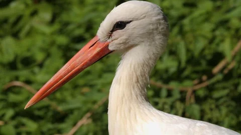 Close view of a Stork standing on a meadow Stock Footage 300117592