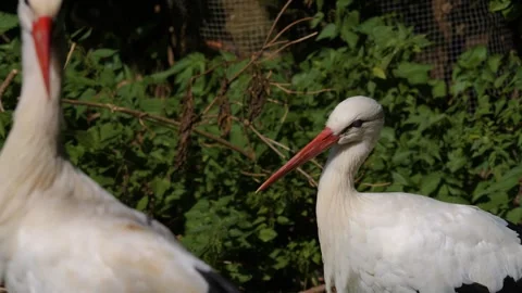 Close view of a Stork standing on a meadow Видео 300117699