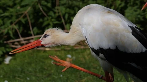 Close view of a Stork standing on a meadow Stockbeeldmateriaal 300120695