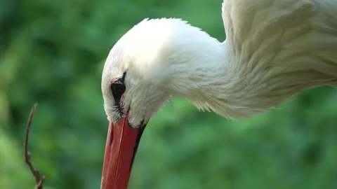 Close view of stork standing in a nest Stock Footage 263576702