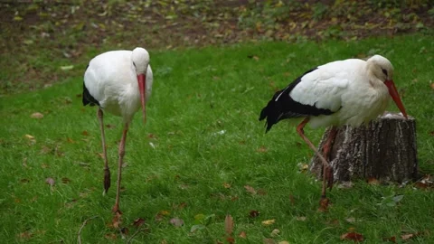 Close view of a Storks standing around Video stock 299656647