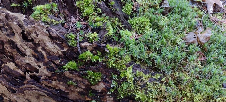 Close up view strange tree bark with moss lichen and green growth Stock Photos