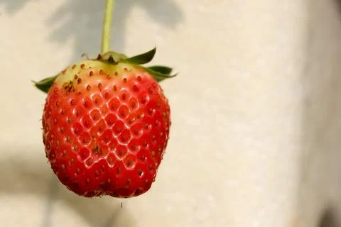 Close view of strawberry with empty space as background Stock-Fotos