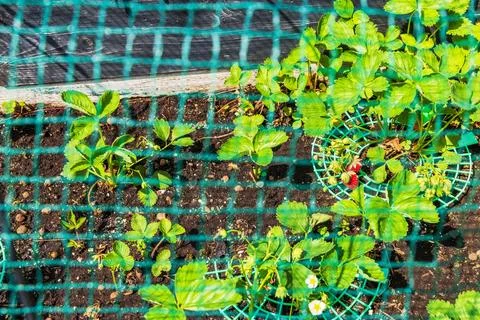 Close up view of strawberry plants protected by green netting in garden bed. Fotos de archivo