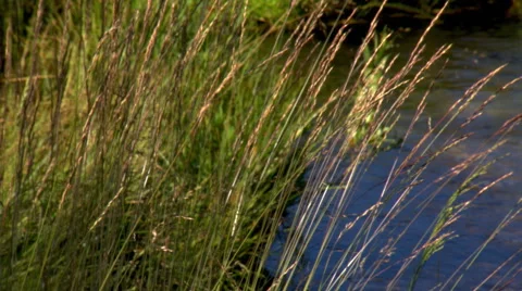 Close view of stream-side grasses almost filling frame Stock Footage 59542534