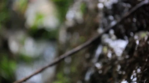 Close up view of stream waterfall and plants. Video shift motion with change Stock Footage 43964330