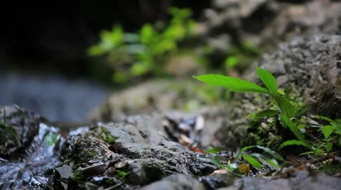 Close up view of stream waterfall and plants. Video shift motion with change Stock-Footage 43964610