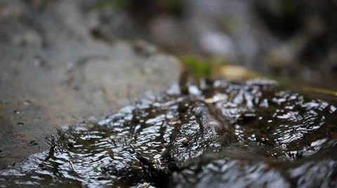 Close up view of stream waterfall and plants. Video shift motion with change Stock-Footage 43964777