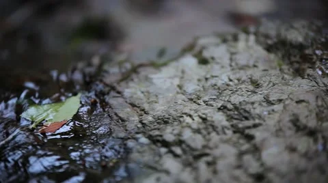 Close up view of stream waterfall and plants. Video shift motion with change Video stock 43964830