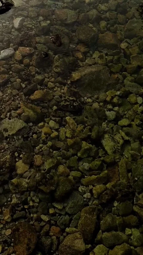 A close-up view of a streambed in the High Tatras Mountains Stock Footage 277657313