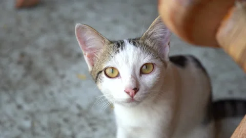 Close-up view of a street cat looking directly at the camera Stock Footage 236695869