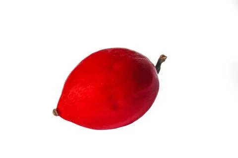 Close up view of striking red fruit of Trichosanthes tricuspidata Stock Photos
