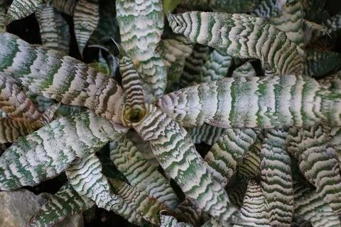 Close-up view of the striking, zebra-patterned foliage of Earth Star Crypta.. 写真素材