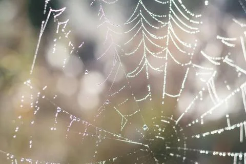Close up view of the strings of a spiders web. Spider web with colorful ba... Stock Photos