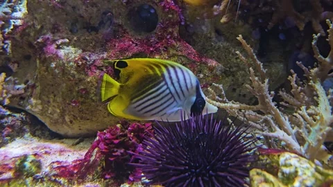 Close view of a stripped surgeon fish floating Stock Footage 296842168