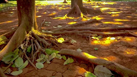Close up view of strong tree roots sprawling across dry red earth and scatt.. Stock Footage 342024786