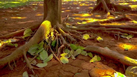 Close up view of strong tree roots sprawling across dry red earth and scatt.. Stock Footage 342024790