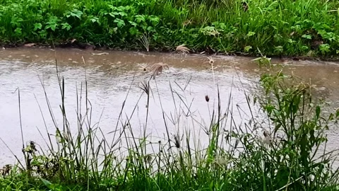 Close up view of a strong wind causing the weeds to sway Video stock 295887409