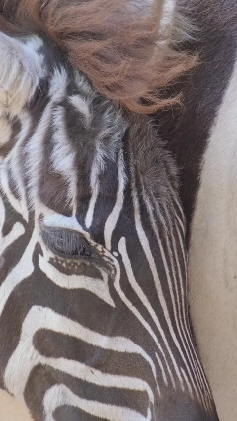 A close-up view of stunning and striking zebras in their natural habitat and Stock Footage 305525125