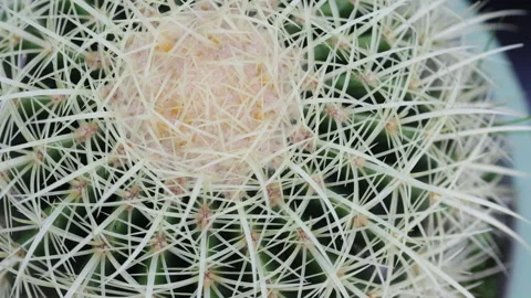 Close up view of succulent from above. Video stock 301684383