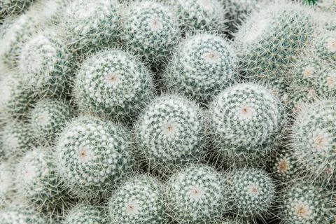 Close-up view at succulent Stock Photos