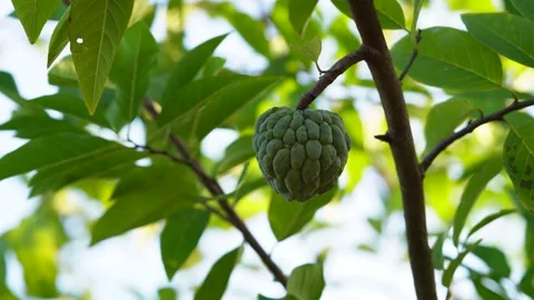 Close up view of sugar apple fruit on tree Stock Footage 258847963