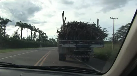 Close Up View of Sugar Cane 1 Video stock 19314577