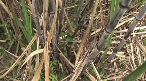 Close Up View of Sugar Cane 3 Stock-Footage 19314914