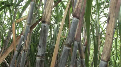 Close Up View of Sugar Cane 4 動画素材 19315112