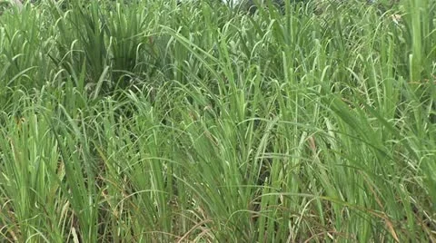 Close Up View of Sugar Cane 5 Video stock 19029551