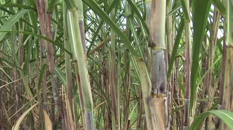 Close Up View of Sugar Cane 스톡 동영상 19314672