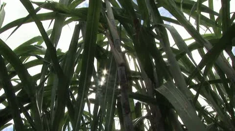 Close Up View of Sugar Cane As The Sun Peeks Through the Leaves Stock-Footage 19315228