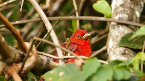 Close view of summer tanager bird standing in dense bush Stock Footage 123556446