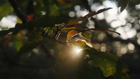 Close up view of sun shining through oak leaves on a afternoon in autumn Stock Footage 163644482