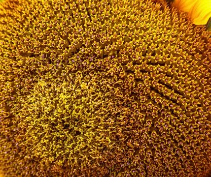 Close up view of sunflower in bloom  texture Stock Photos