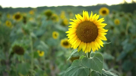 Close-up view of Sunflower with blured background Stock Footage 139071059