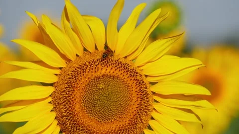 Close view of sunflower facing sun, Sunflower footage Video stock 156955372