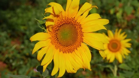 Close view of sunflower facing sun, Sunflower footage 動画素材 156955427
