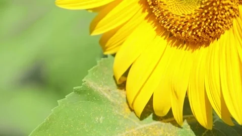 Close up view of Sunflower field Sunflower stems swaying in the breeze Video stock 75974053