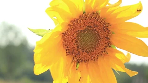  close-up view of Sunflower Video stock 54662520