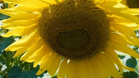Close up view of a sunflower Stock Footage 99116873