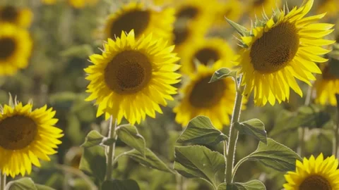 Close-up view of sunflower inside a colorful field Stock Footage 156965771