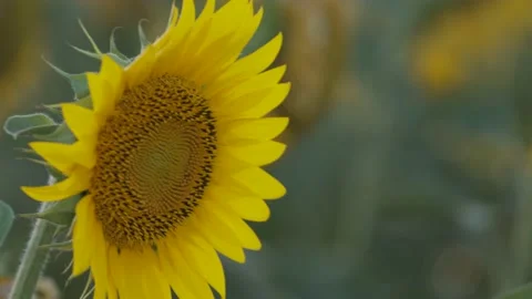 Close-up view of sunflower inside a colorful field Stock Footage 156965787