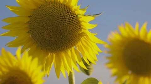 Close-up view of sunflower inside a colorful field Stock Footage 156965797
