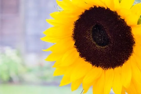 Close Up View of a Sunflower Stock Photos