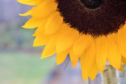 Close Up View of a Sunflower Stock Photos