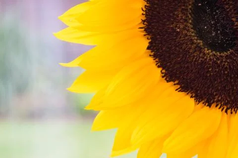 Close Up View of a Sunflower Stock Photos
