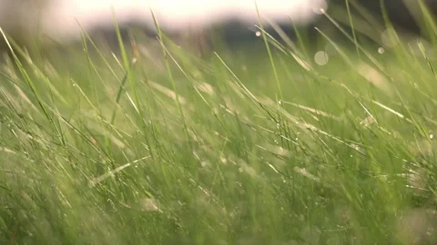 A close-up view of sunlit grass blades swaying gently in the breeze. The natural Stock Footage 286250790