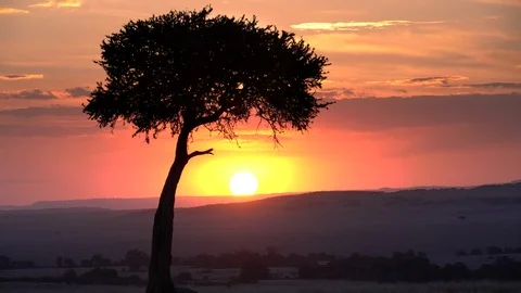 Close view at sunset of an acacia tree in masai mara Stock Footage 108089480