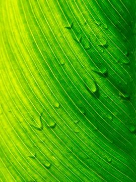 Close up view sunshine green leaf Stock Photos